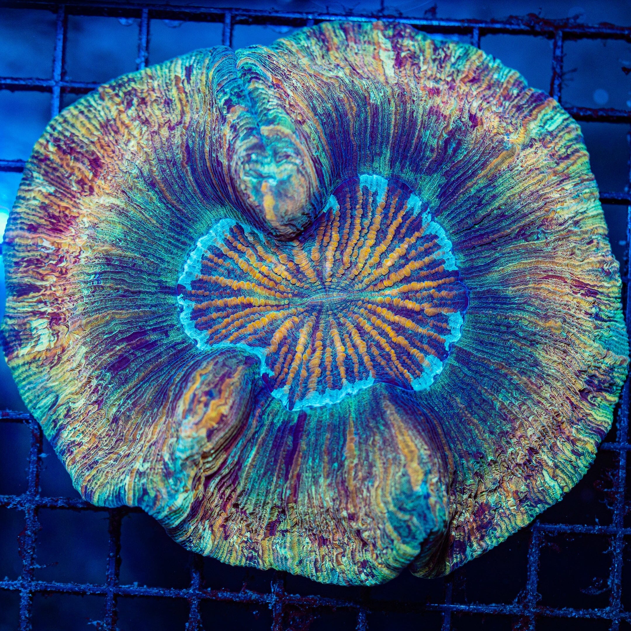 Rainbow Trachyphyllia M - WYSIWYG Colony Reef Lounge Norco 