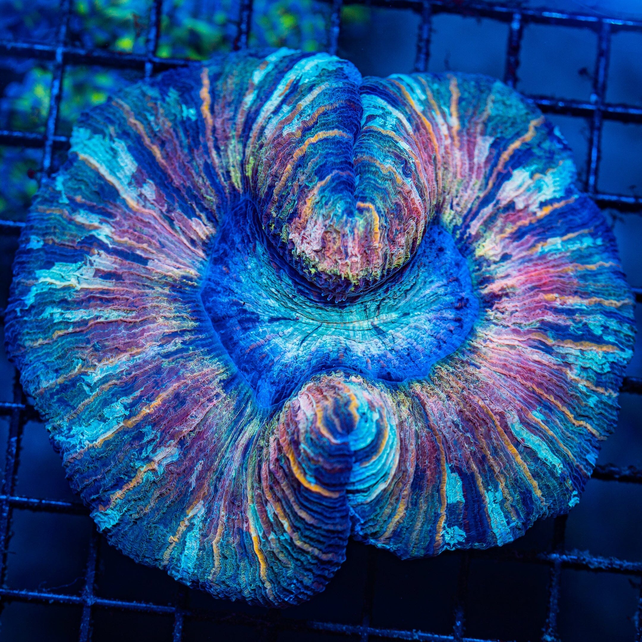 Rainbow Trachyphyllia M - WYSIWYG Colony Reef Lounge Norco 