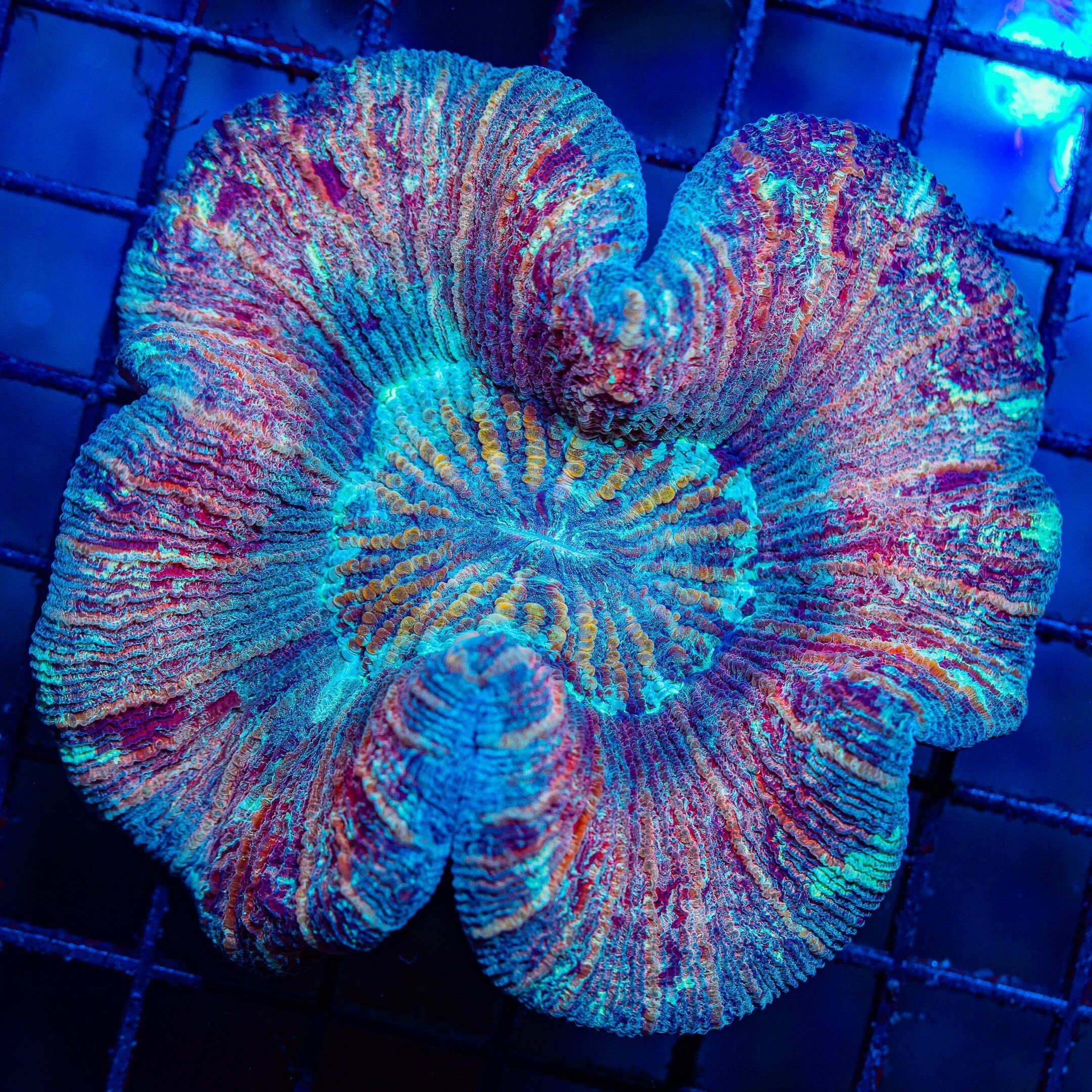 Rainbow Trachyphyllia M - WYSIWYG Colony Reef Lounge Norco 