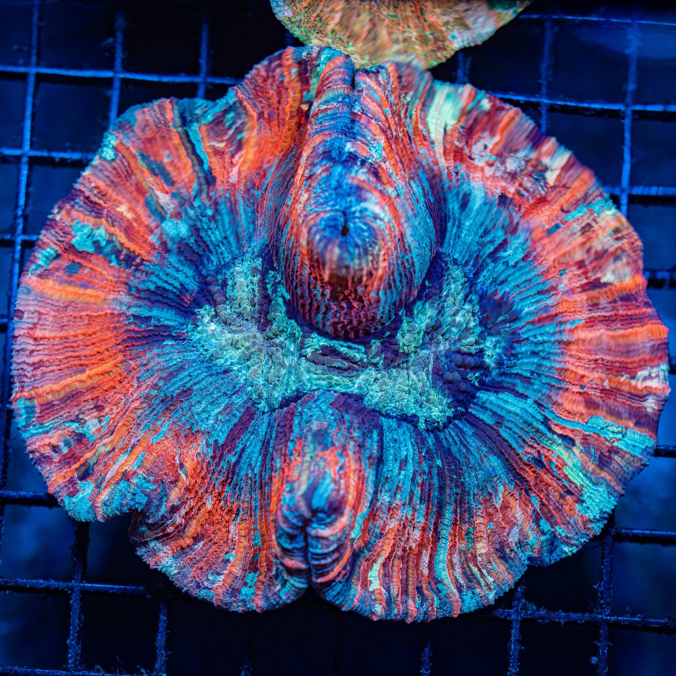 Rainbow Trachyphyllia M - WYSIWYG Colony Reef Lounge Norco 