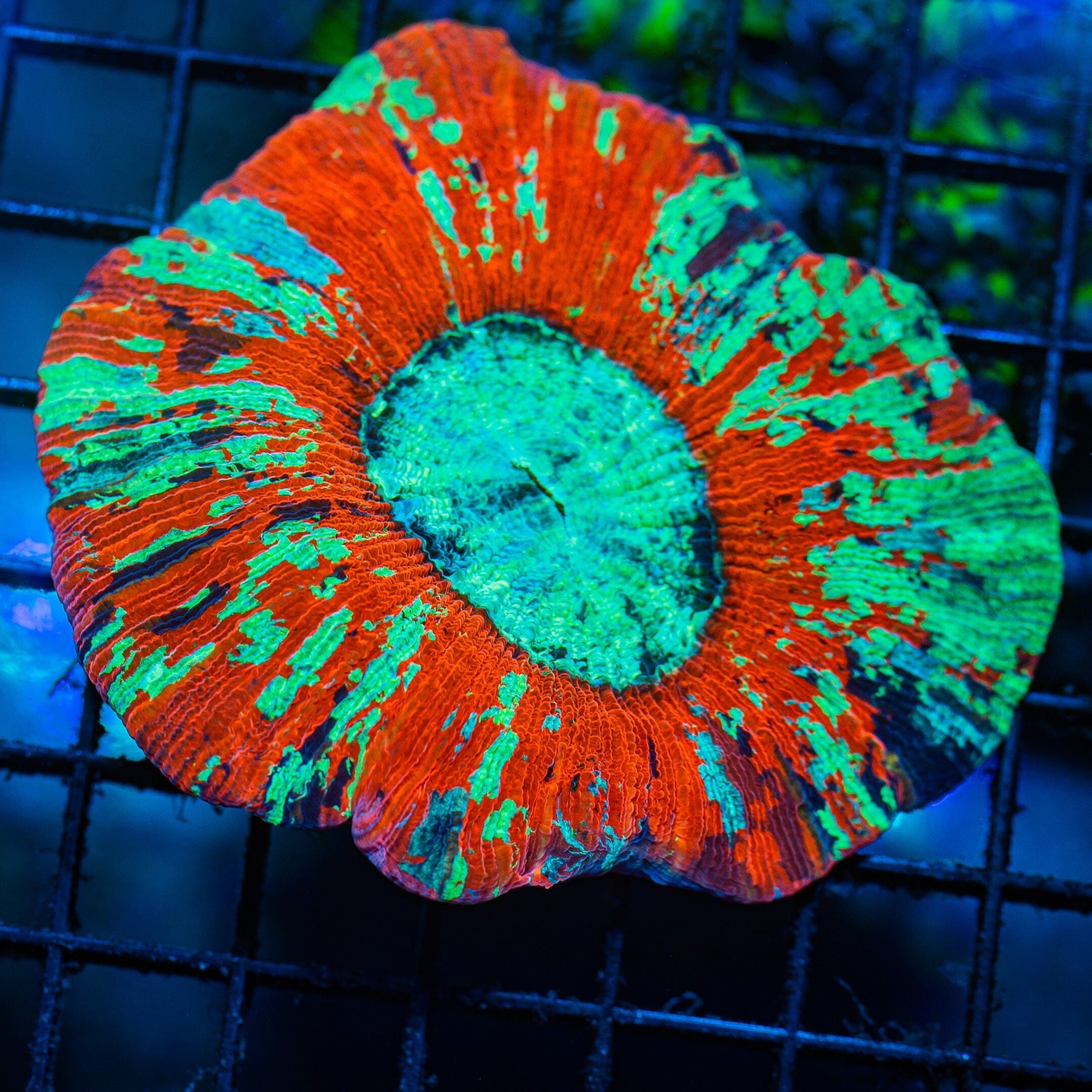 Rainbow Trachyphyllia S - WYSIWYG Colony Reef Lounge Norco 