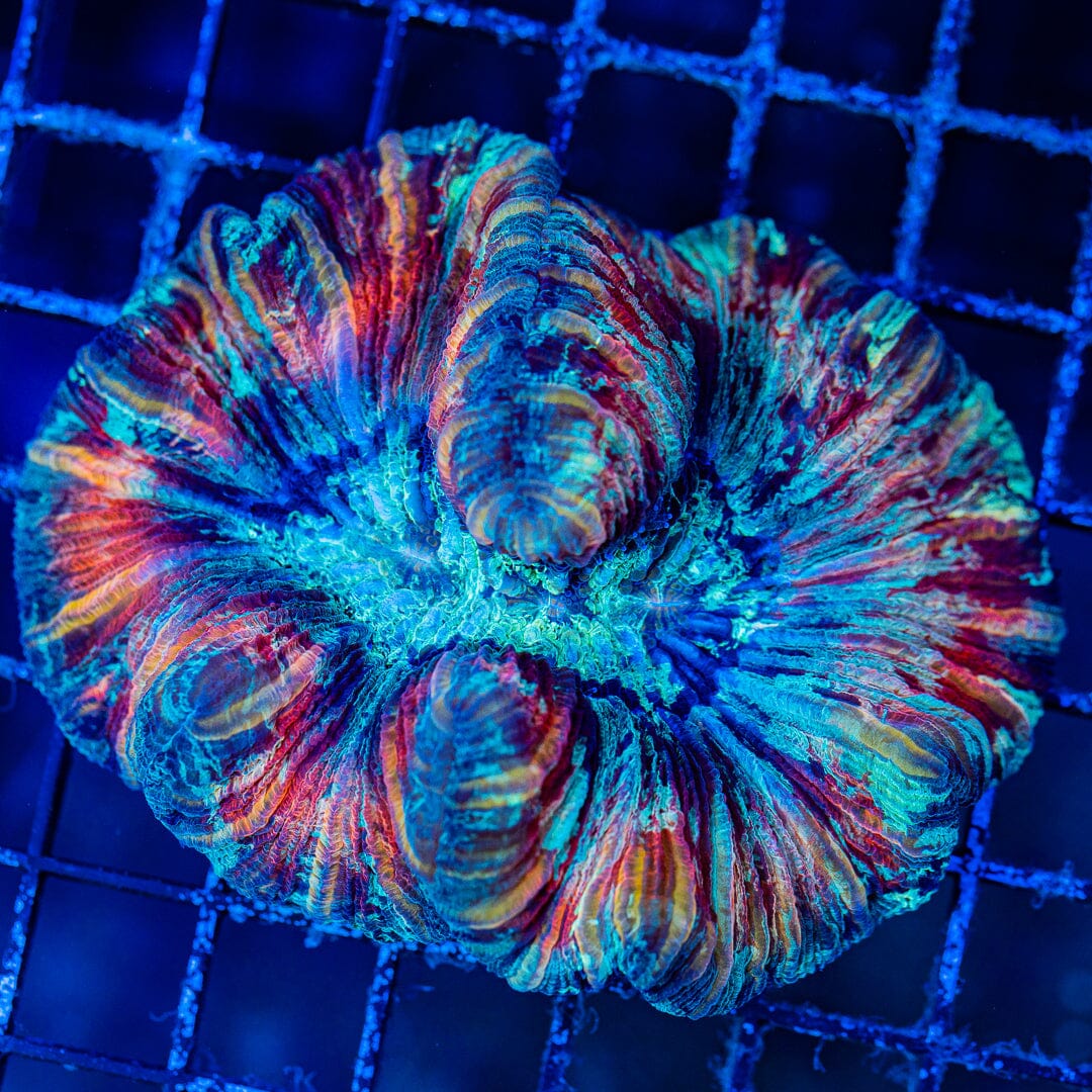 Rainbow Trachyphyllia - WYSIWYG Colony Reef Lounge Norco 