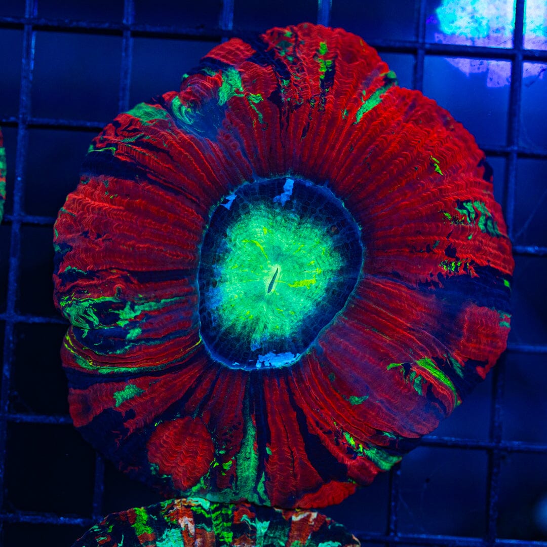 Rainbow Trachyphyllia - WYSIWYG Colony Reef Lounge Norco 