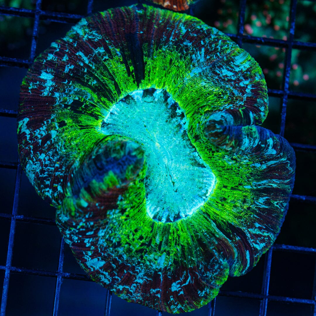 Rainbow Trachyphyllia - WYSIWYG Colony Reef Lounge Norco 