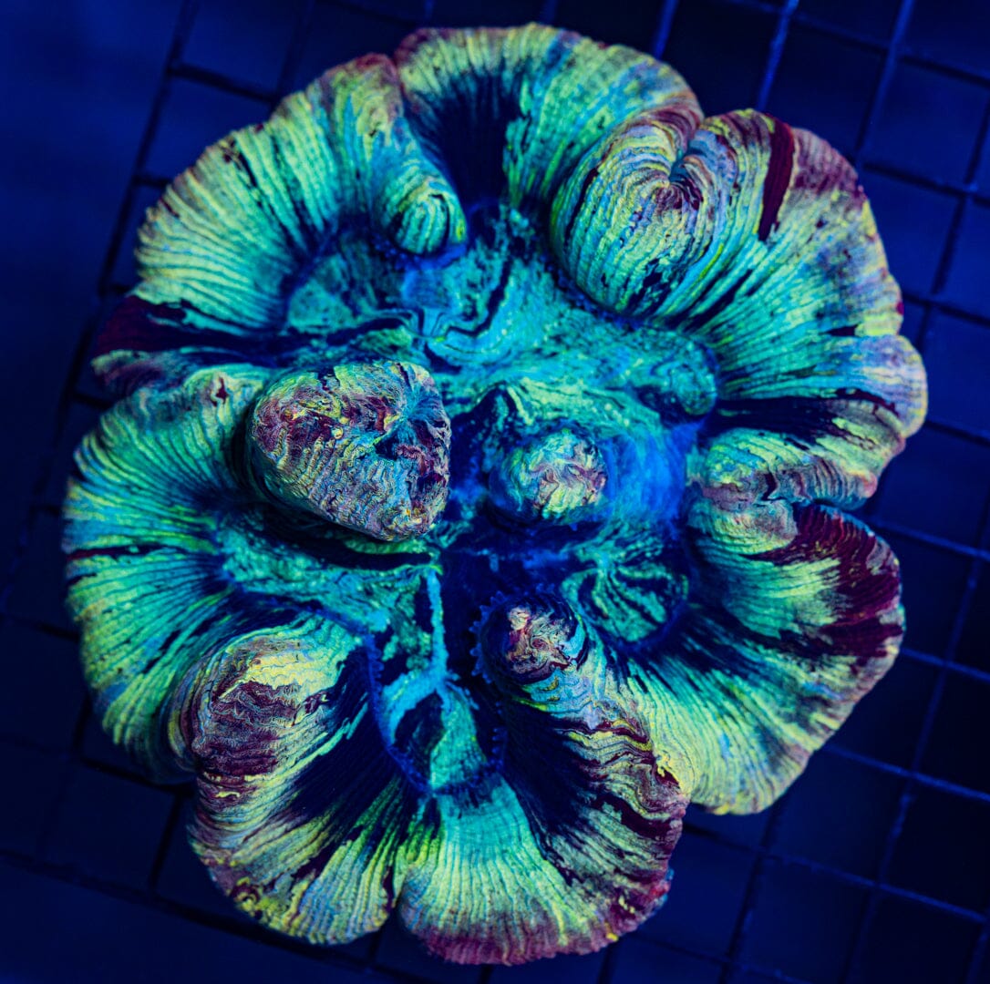 Rainbow Trachyphyllia - WYSIWYG Colony Reef Lounge Norco 