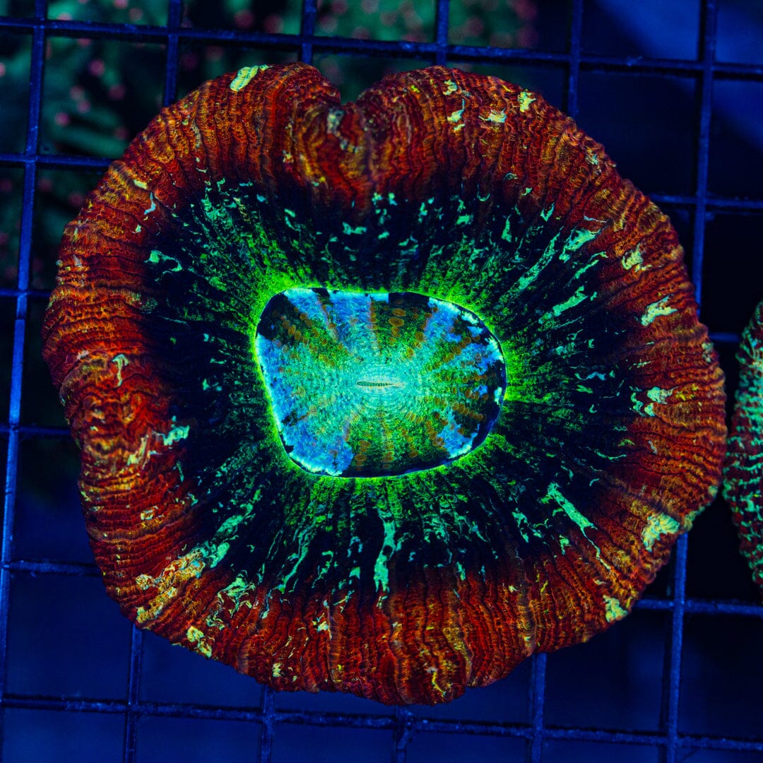 Rainbow Trachyphyllia - WYSIWYG Colony Reef Lounge Norco 