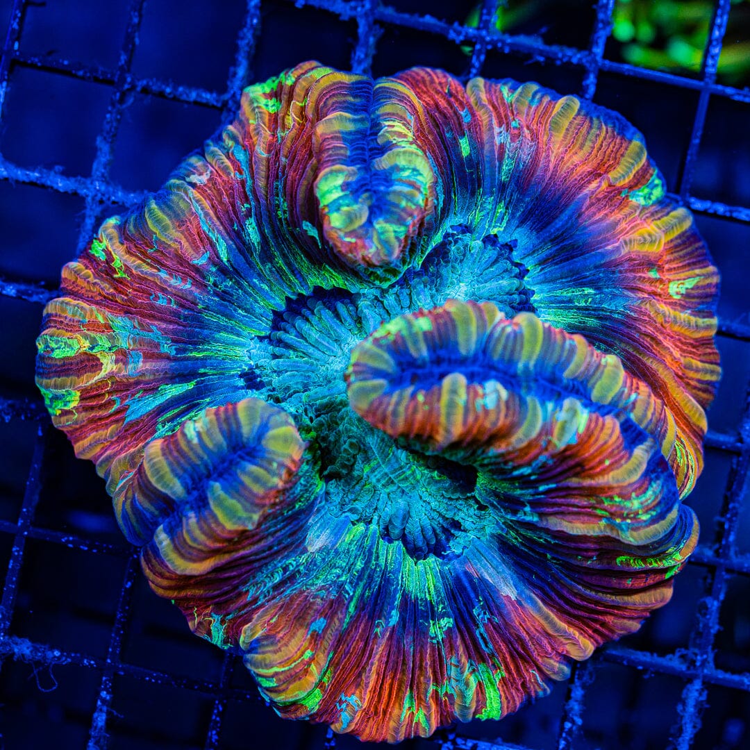 Rainbow Trachyphyllia - WYSIWYG Colony Reef Lounge Norco 