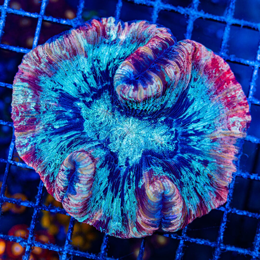 Rainbow Trachyphyllia - WYSIWYG Colony Reef Lounge Norco 