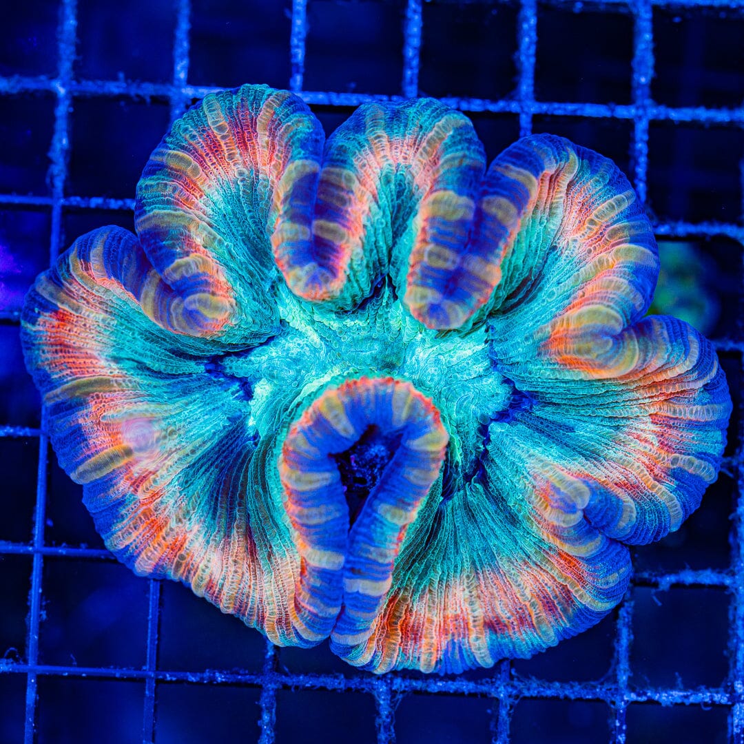 Rainbow Trachyphyllia - WYSIWYG Colony Reef Lounge Norco 