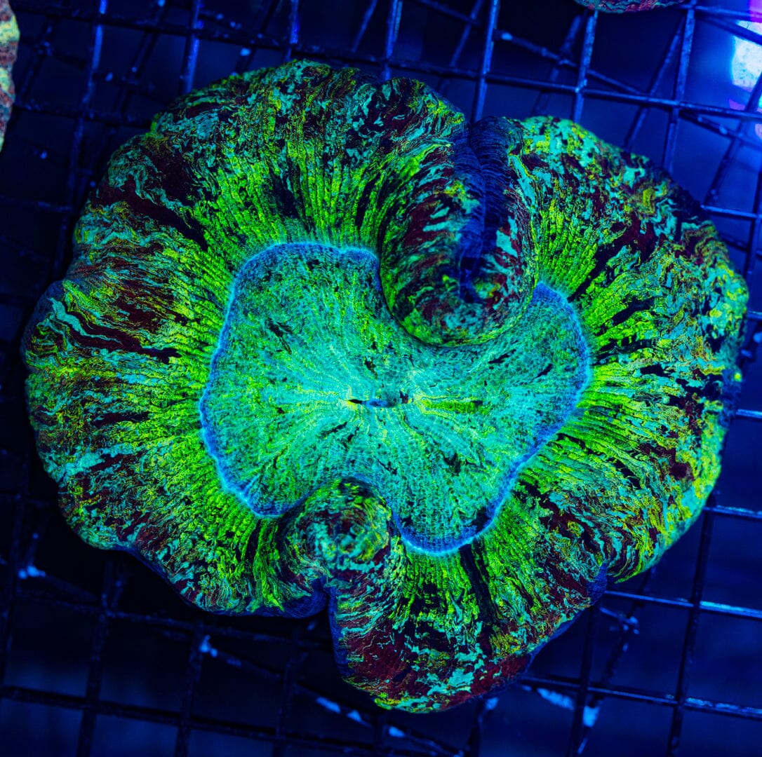 Rainbow Trachyphyllia - WYSIWYG Colony Reef Lounge Norco 