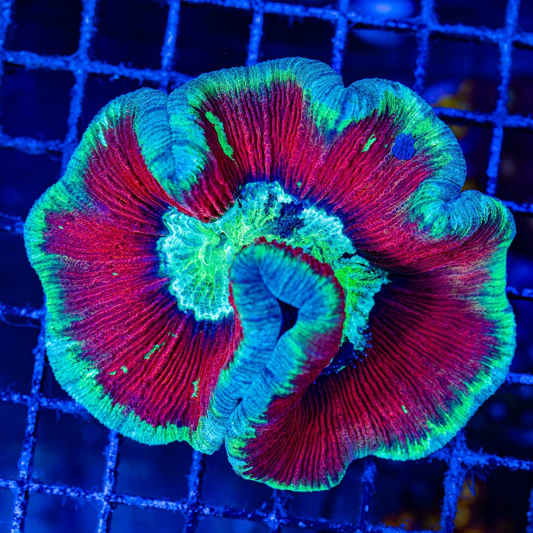 Rainbow Trachyphyllia - WYSIWYG Colony Reef Lounge Norco 