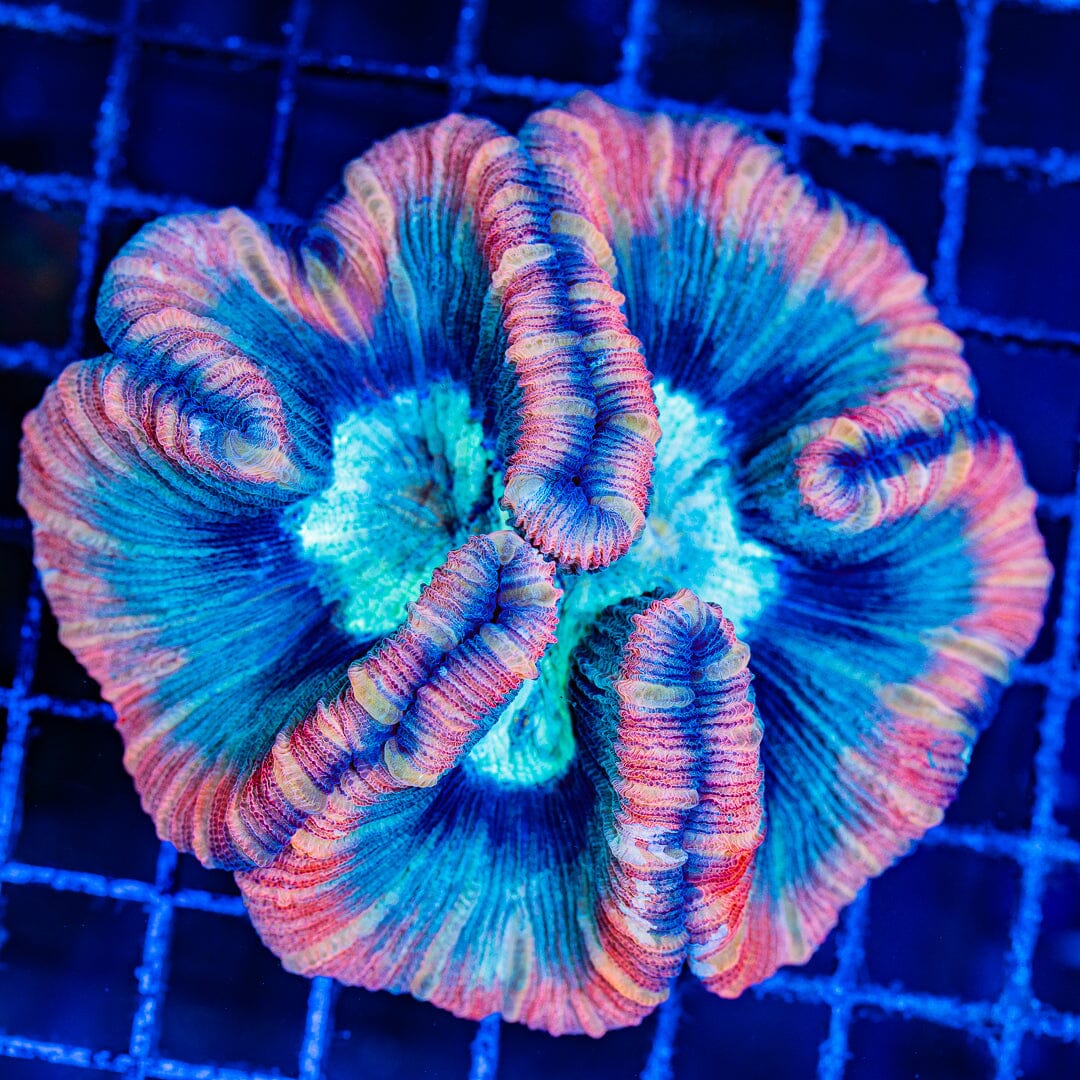 Rainbow Trachyphyllia - WYSIWYG Colony Reef Lounge Norco 