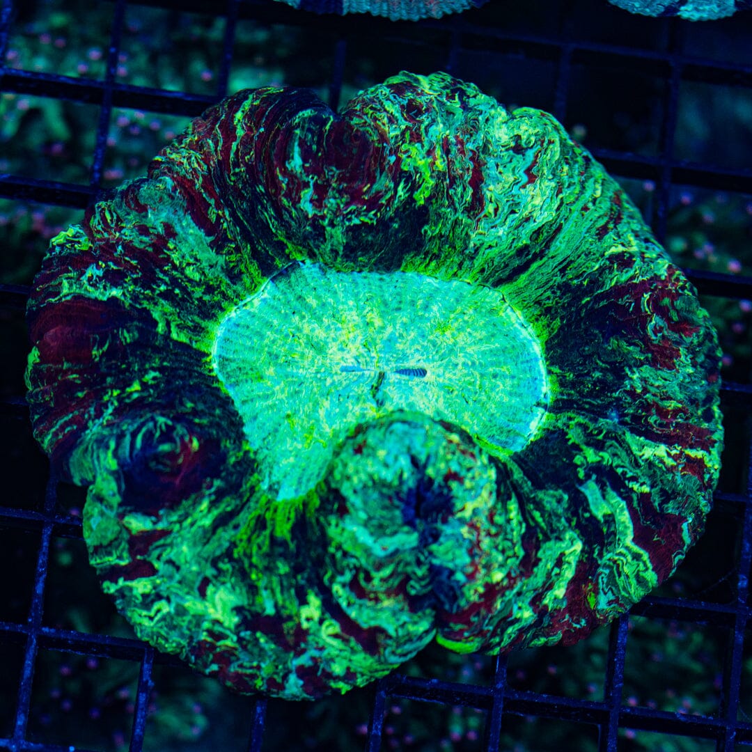 Rainbow Trachyphyllia - WYSIWYG Colony Reef Lounge Norco 