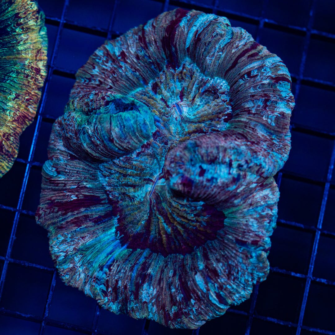 Rainbow Trachyphyllia - WYSIWYG Colony Reef Lounge Norco 