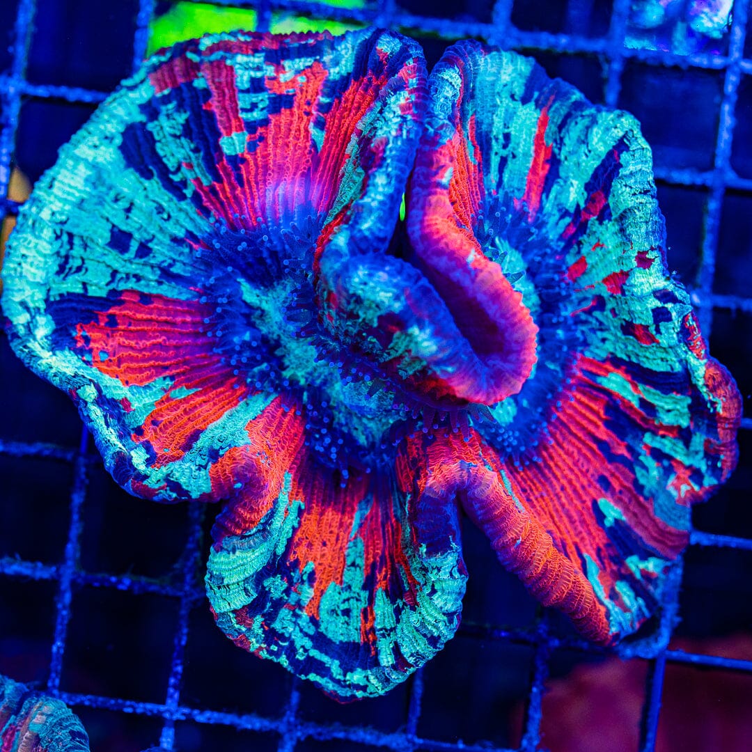 Rainbow Trachyphyllia - WYSIWYG Colony Reef Lounge Norco 