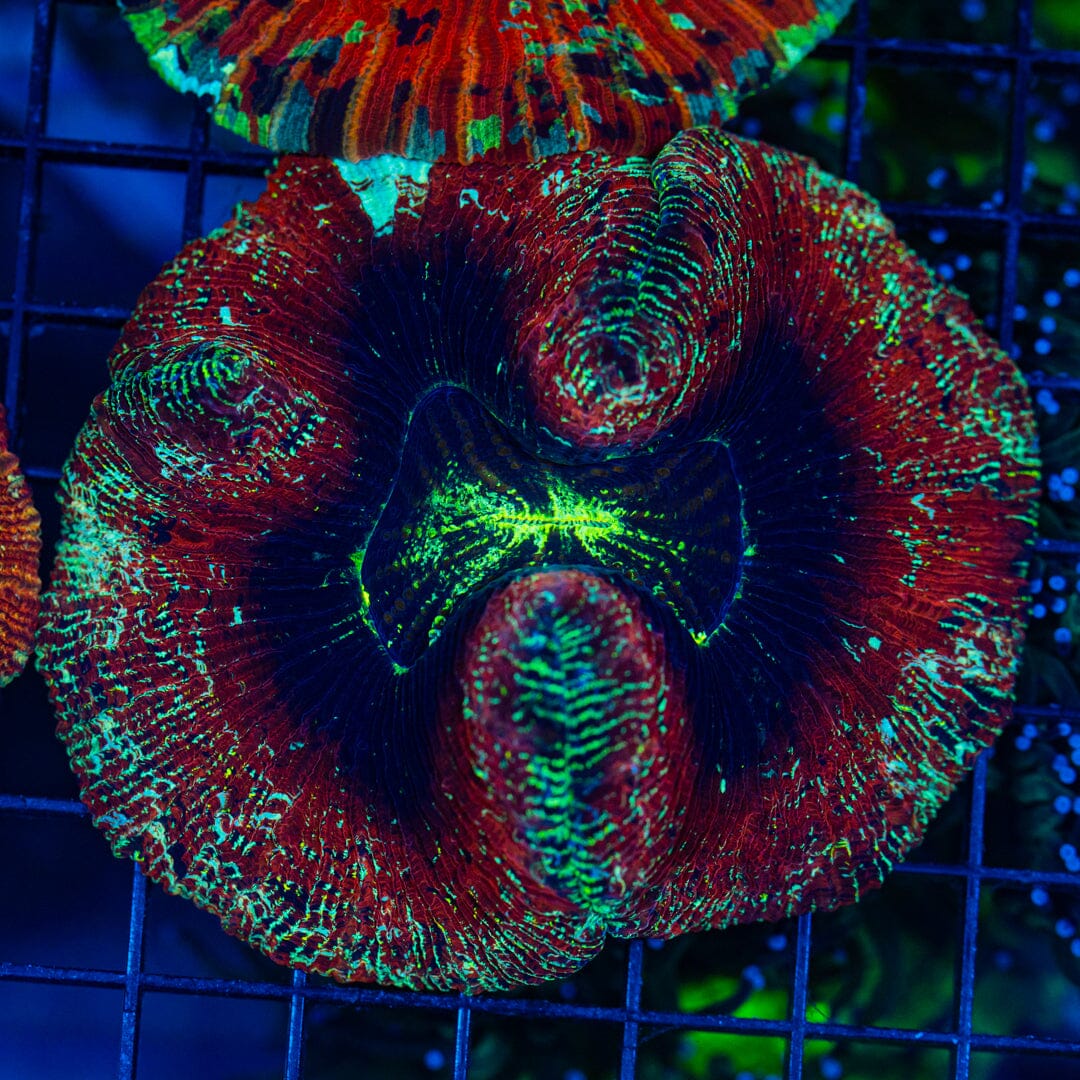 Rainbow Trachyphyllia - WYSIWYG Colony Reef Lounge Norco 