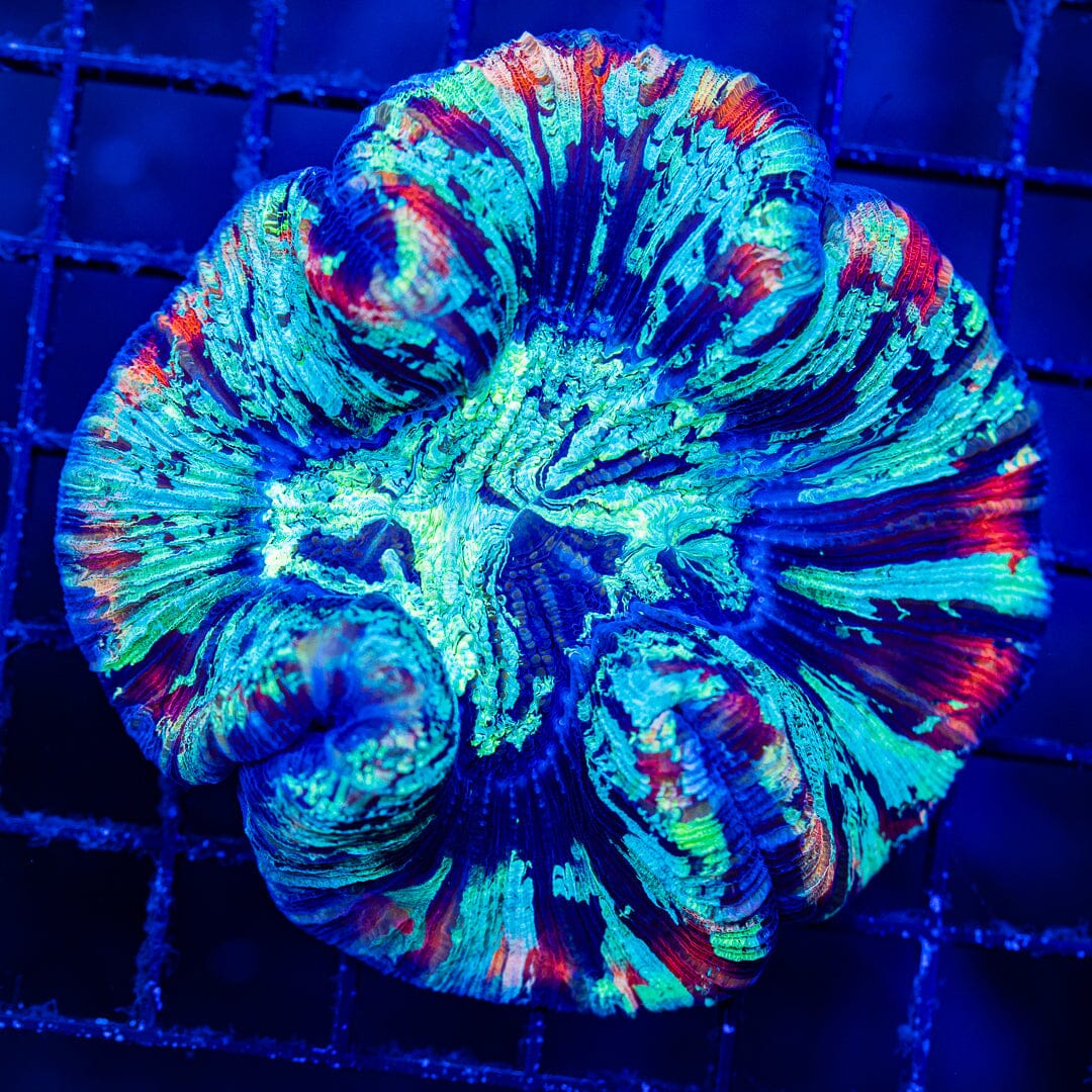 Rainbow Trachyphyllia - WYSIWYG Colony Reef Lounge Norco 