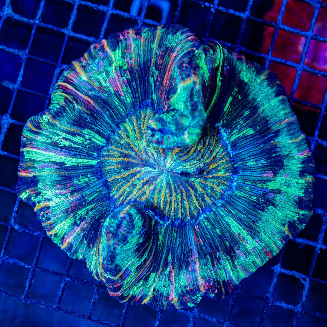 Rainbow Trachyphyllia - WYSIWYG Colony Reef Lounge Norco 