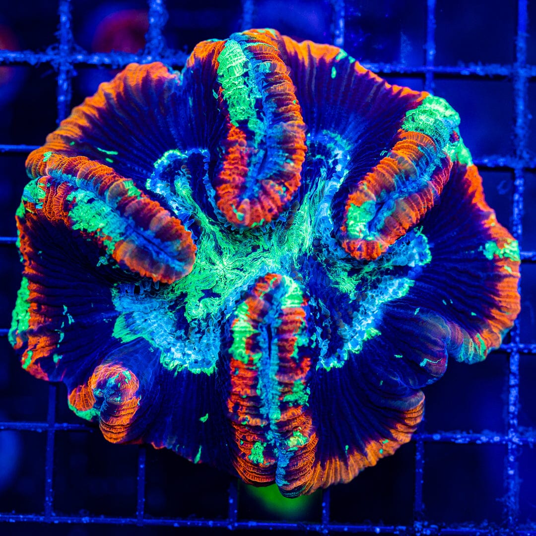 Rainbow Trachyphyllia - WYSIWYG Colony Reef Lounge Norco 