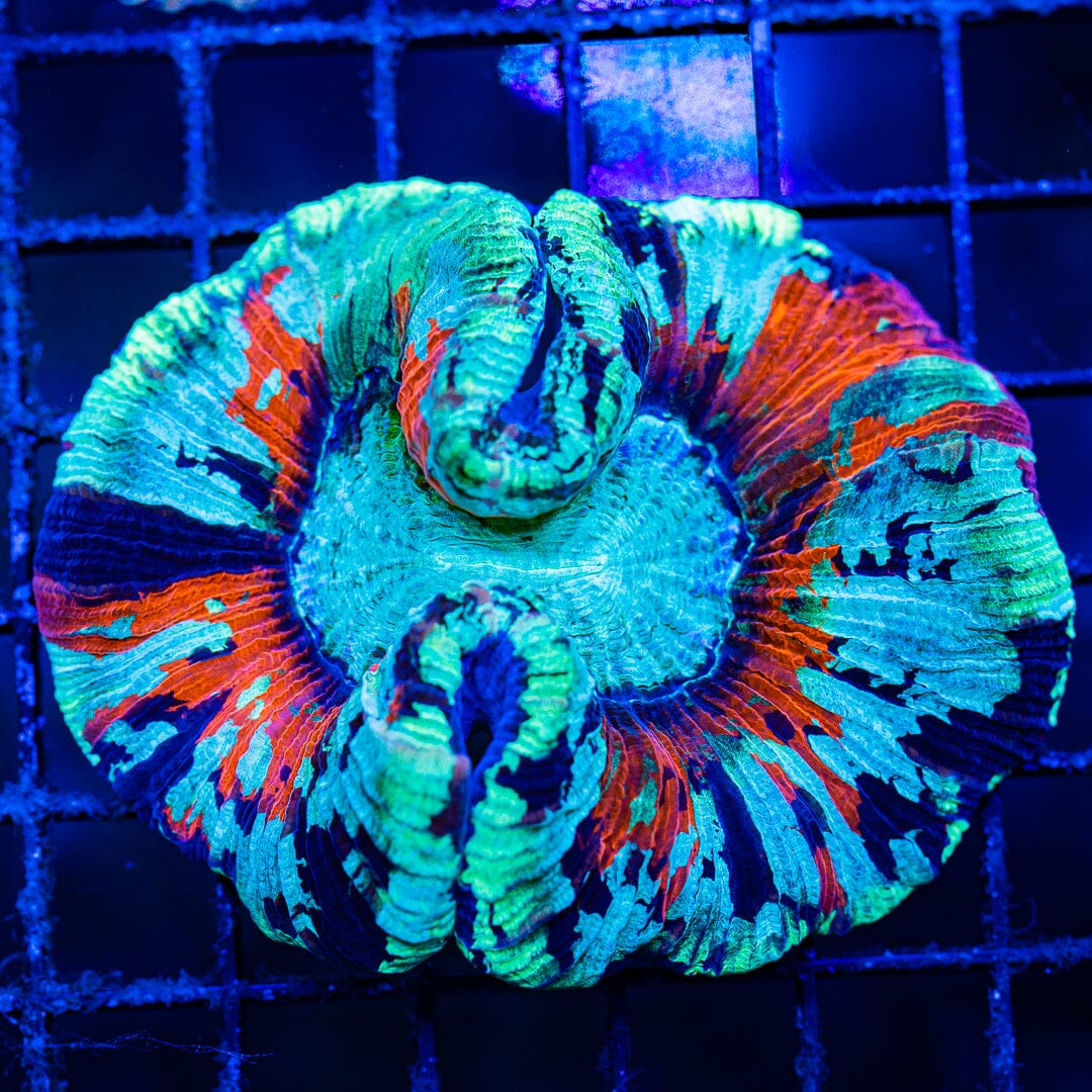 Rainbow Trachyphyllia - WYSIWYG Colony Reef Lounge Norco 