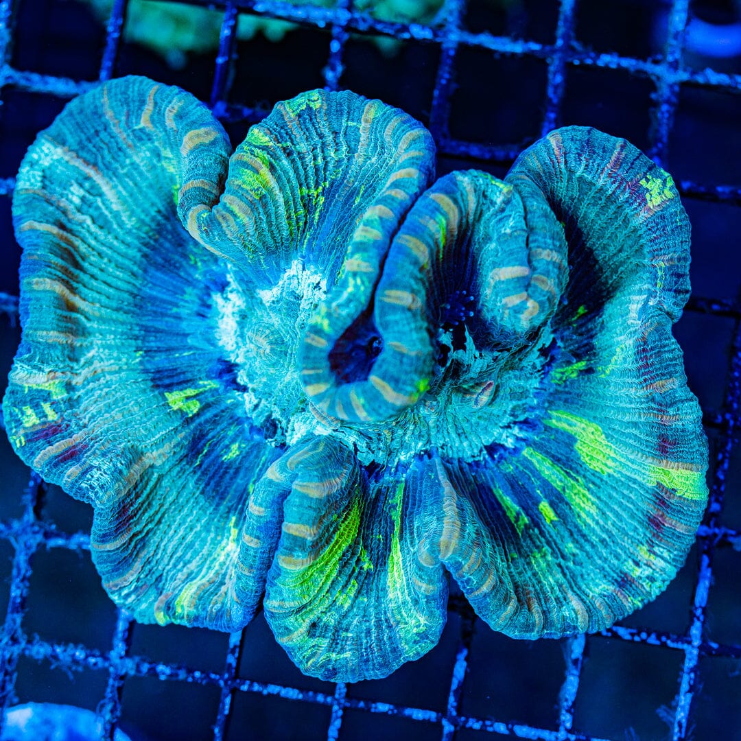 Rainbow Trachyphyllia - WYSIWYG Colony Reef Lounge Norco 