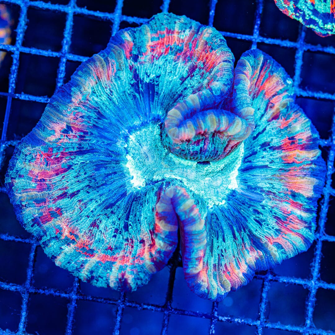 Rainbow Trachyphyllia - WYSIWYG Colony Reef Lounge Norco 