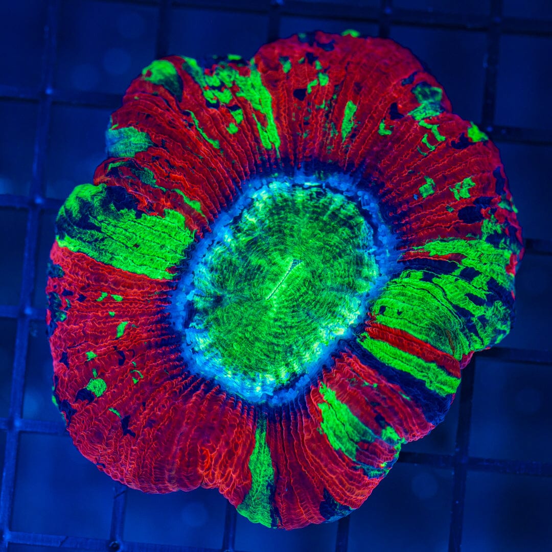 Rainbow Trachyphyllia - WYSIWYG Colony Reef Lounge Norco 