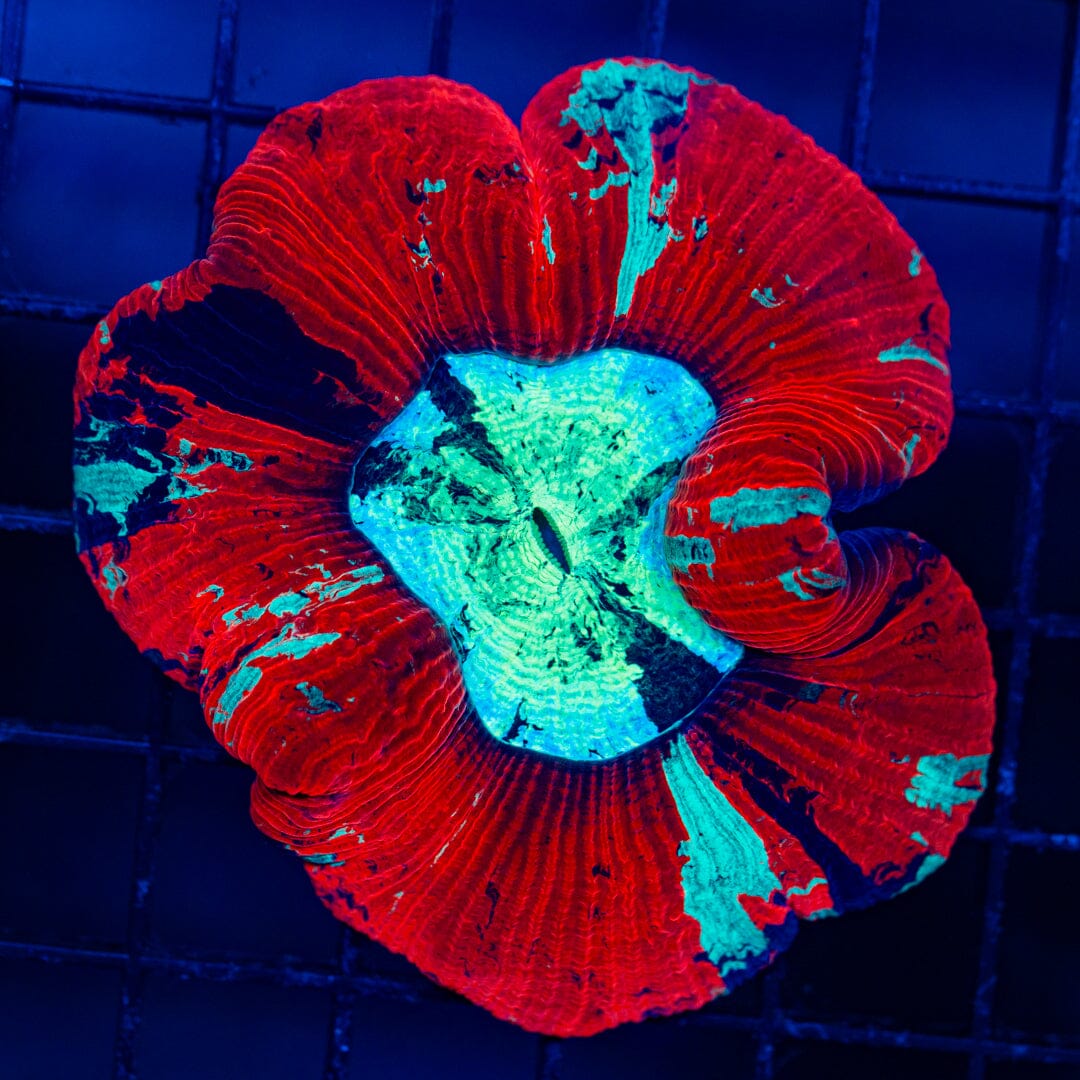 Rainbow Trachyphyllia - WYSIWYG Colony Reef Lounge Norco 