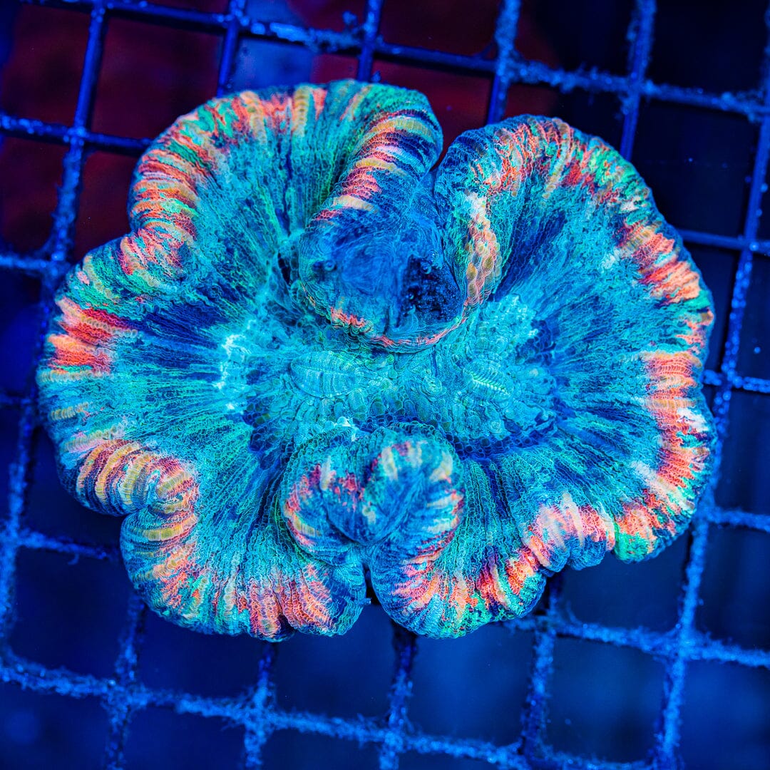 Rainbow Trachyphyllia - WYSIWYG Colony Reef Lounge Norco 