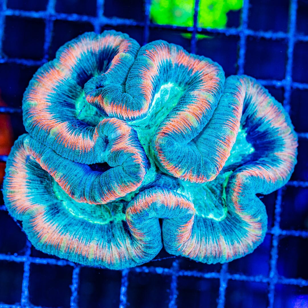 Rainbow Trachyphyllia - WYSIWYG Colony Reef Lounge Norco 