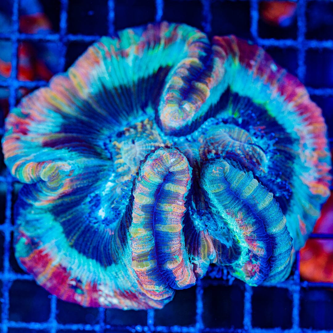 Rainbow Trachyphyllia - WYSIWYG Colony Reef Lounge Norco 