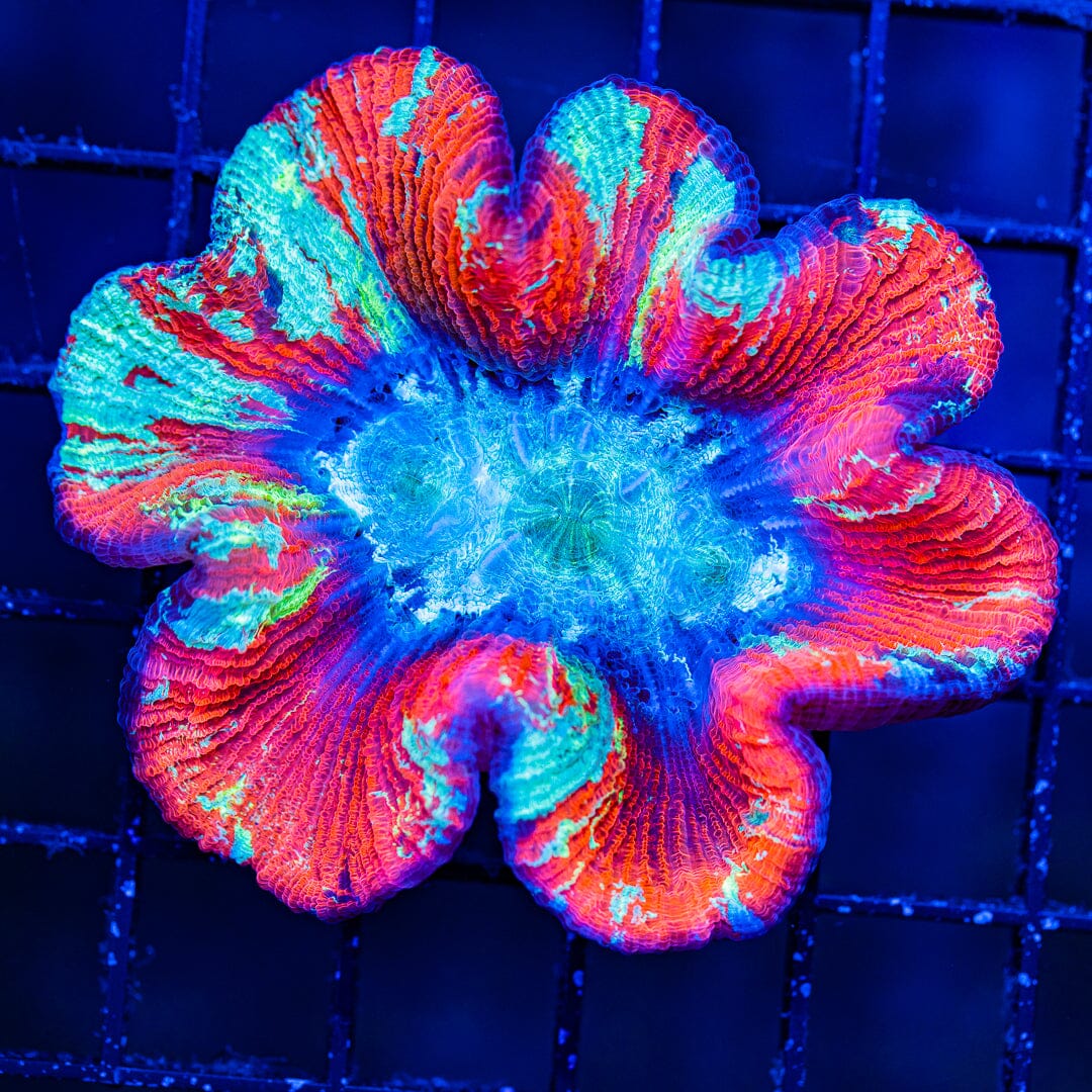 Rainbow Trachyphyllia - WYSIWYG Colony Reef Lounge Norco 