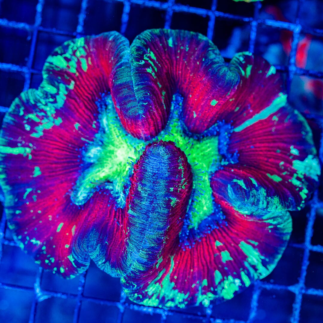 Rainbow Trachyphyllia - WYSIWYG Colony Reef Lounge Norco 