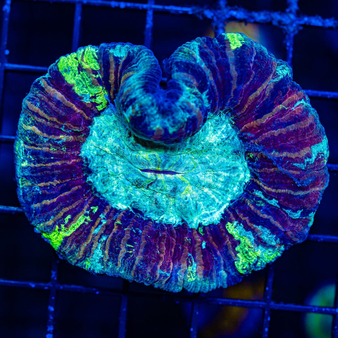 Rainbow Trachyphyllia - WYSIWYG Colony Reef Lounge Norco 