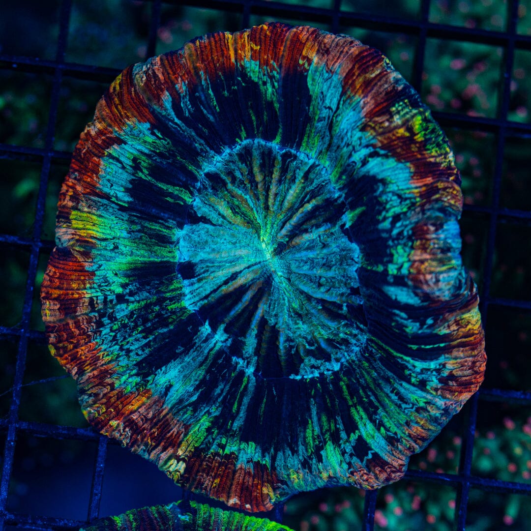 Rainbow Trachyphyllia - WYSIWYG Colony Reef Lounge Norco 