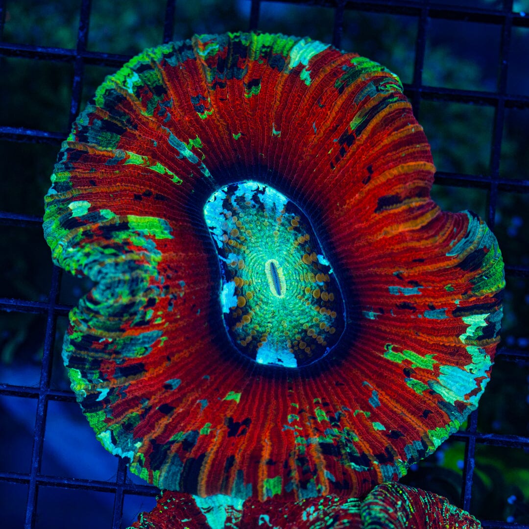 Rainbow Trachyphyllia - WYSIWYG Colony Reef Lounge Norco 