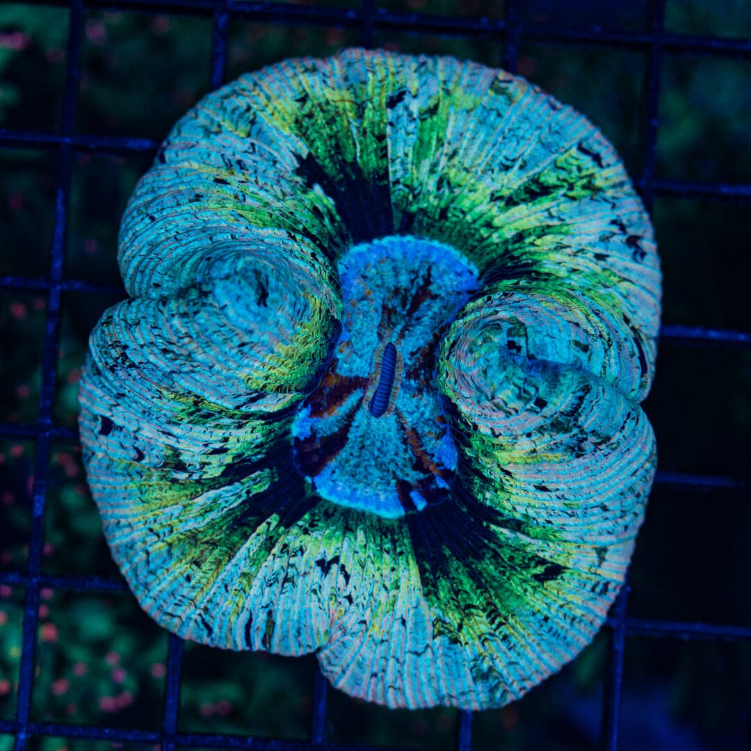 Rainbow Trachyphyllia - WYSIWYG Colony Reef Lounge Norco 