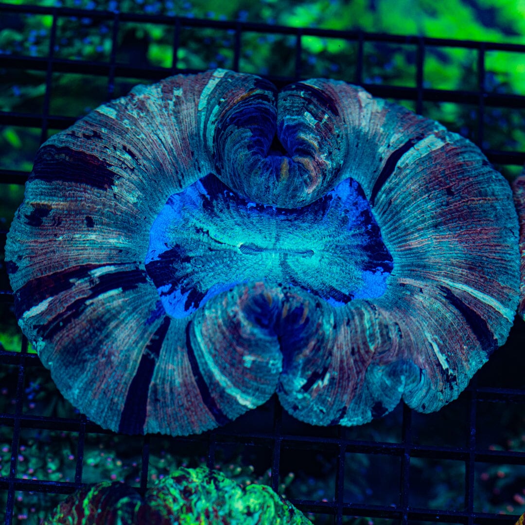 Rainbow Trachyphyllia - WYSIWYG Colony Reef Lounge Norco 