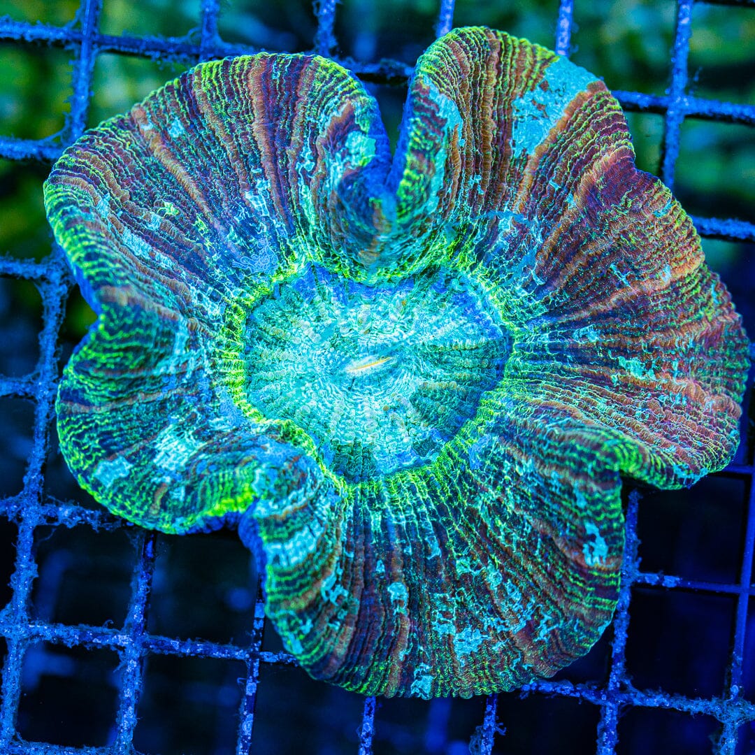 Rainbow Trachyphyllia - WYSIWYG Colony Reef Lounge Norco 