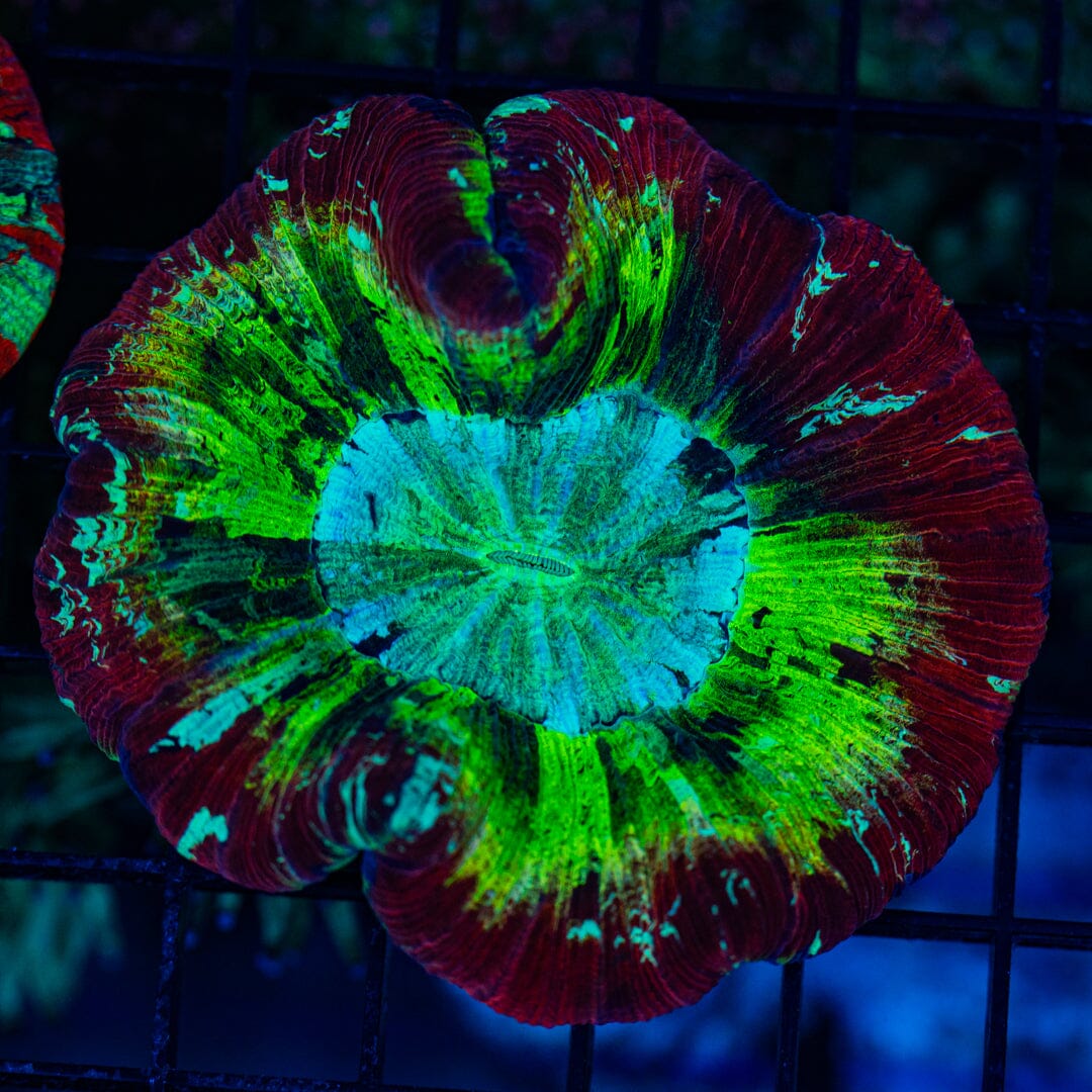 Rainbow Trachyphyllia - WYSIWYG Colony Reef Lounge Norco 