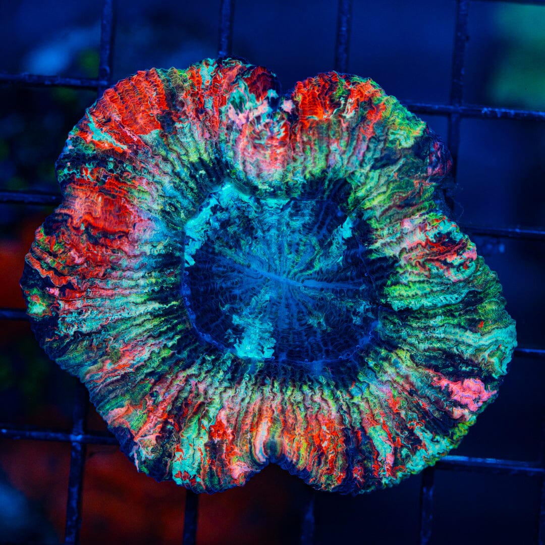 Rainbow Trachyphyllia - WYSIWYG Colony Reef Lounge Norco 