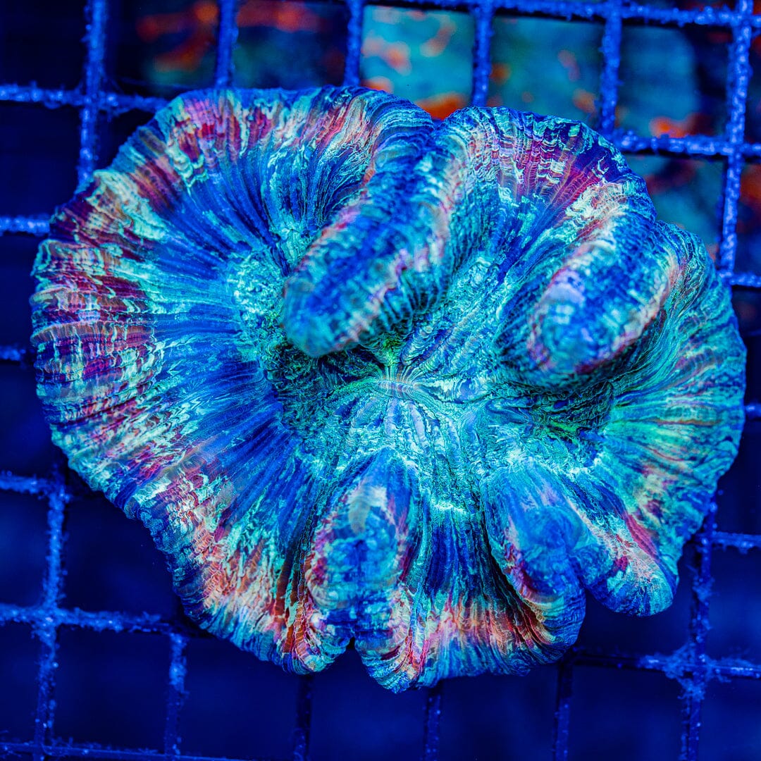 Rainbow Trachyphyllia - WYSIWYG Colony Reef Lounge Norco 