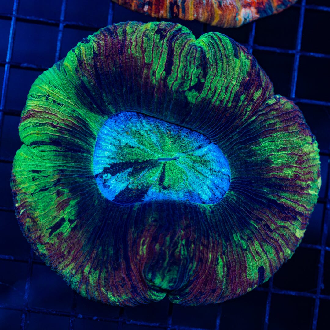 Rainbow Trachyphyllia - WYSIWYG Colony Reef Lounge Norco 