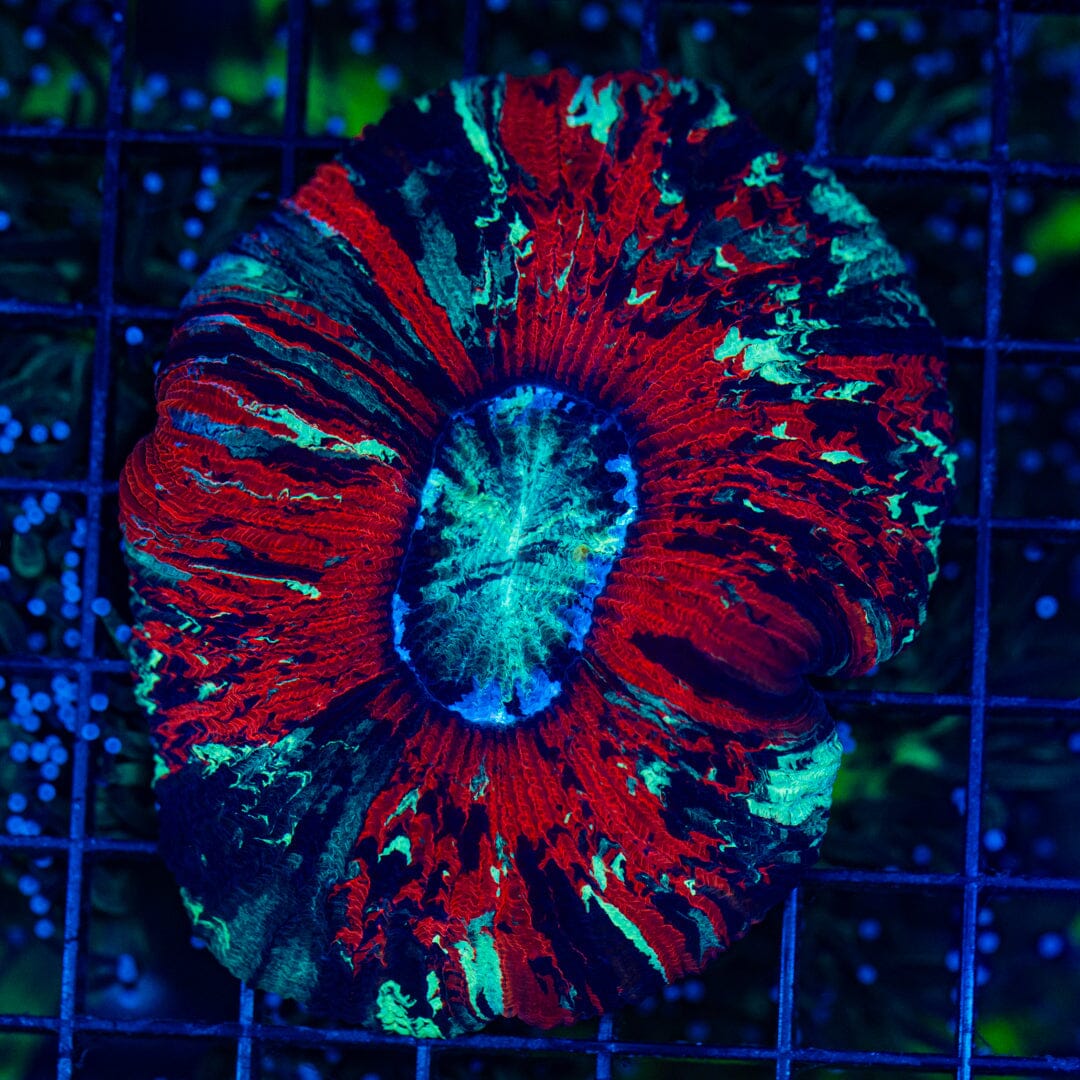 Rainbow Trachyphyllia - WYSIWYG Colony Reef Lounge Norco 