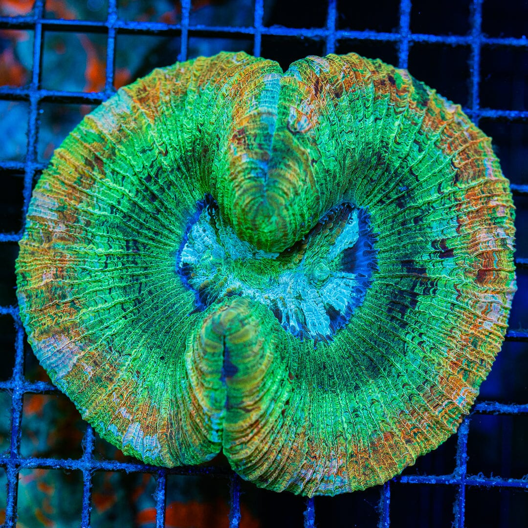 Rainbow Trachyphyllia - WYSIWYG Colony Reef Lounge Norco 