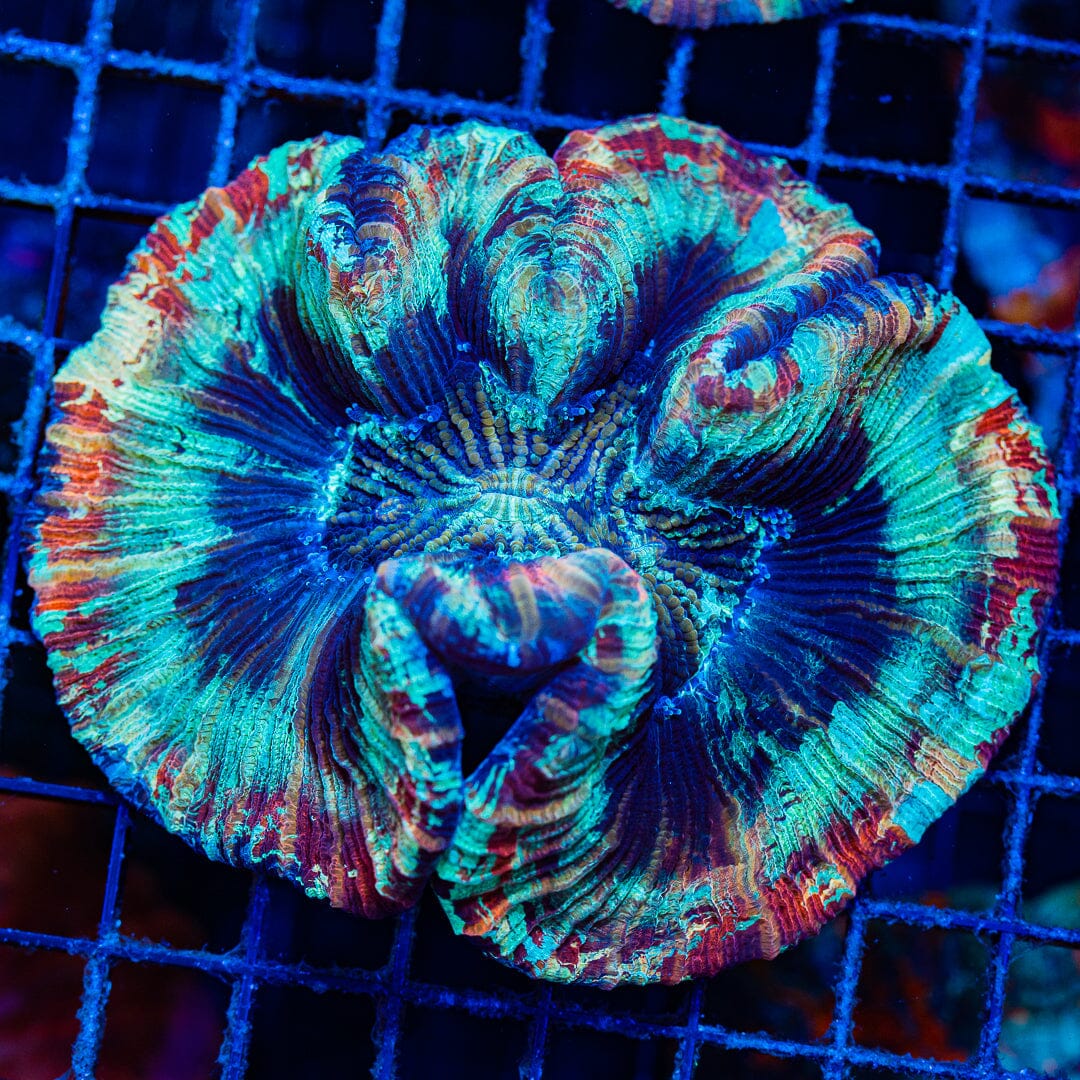 Rainbow Trachyphyllia - WYSIWYG Colony Reef Lounge Norco 