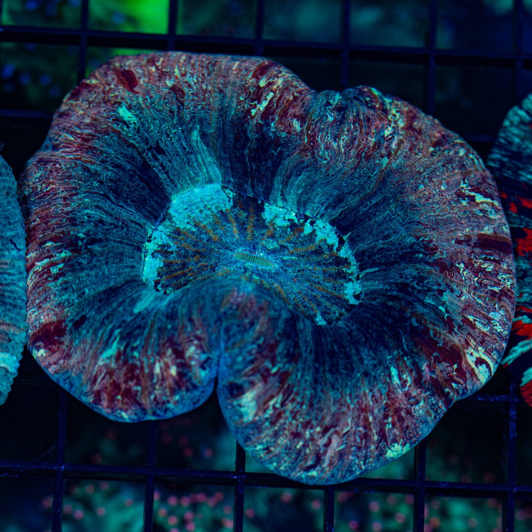 Rainbow Trachyphyllia - WYSIWYG Colony Reef Lounge Norco 