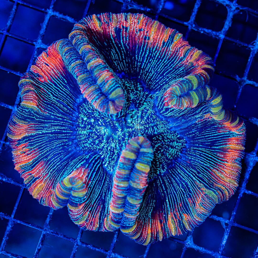 Rainbow Trachyphyllia - WYSIWYG Colony Reef Lounge Norco 