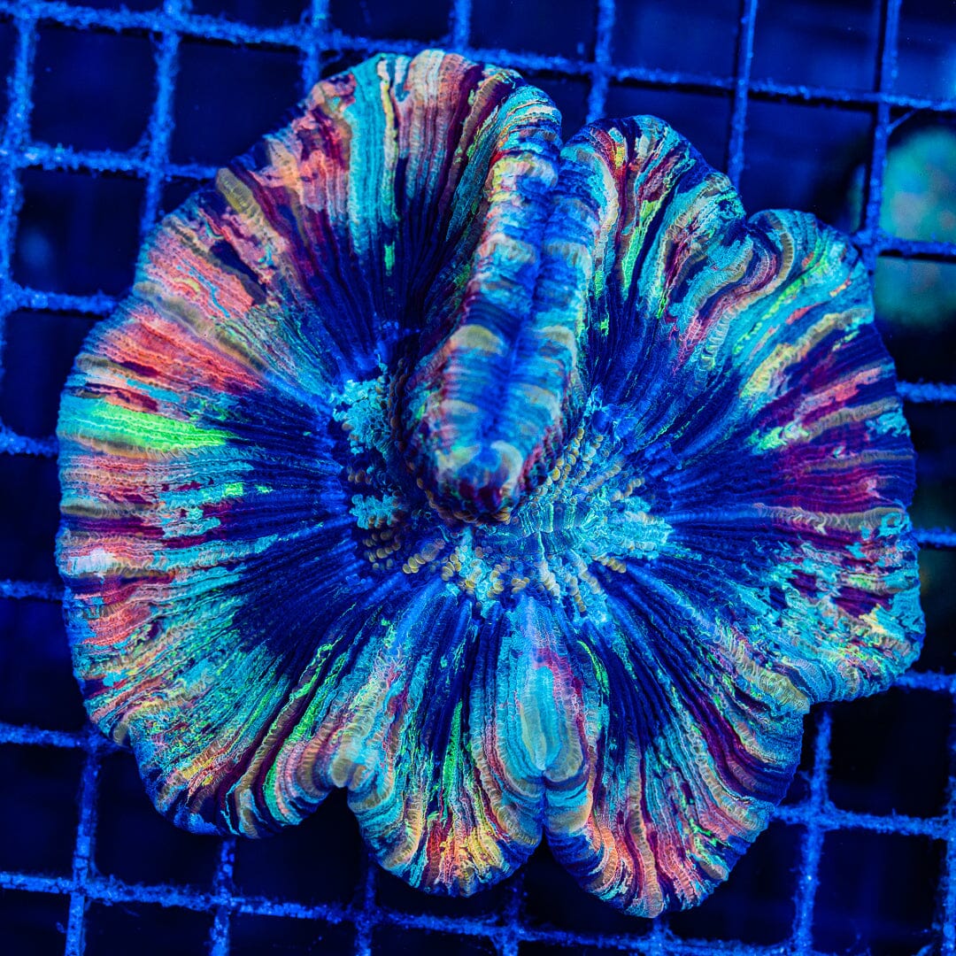 Rainbow Trachyphyllia - WYSIWYG Colony Reef Lounge Norco 