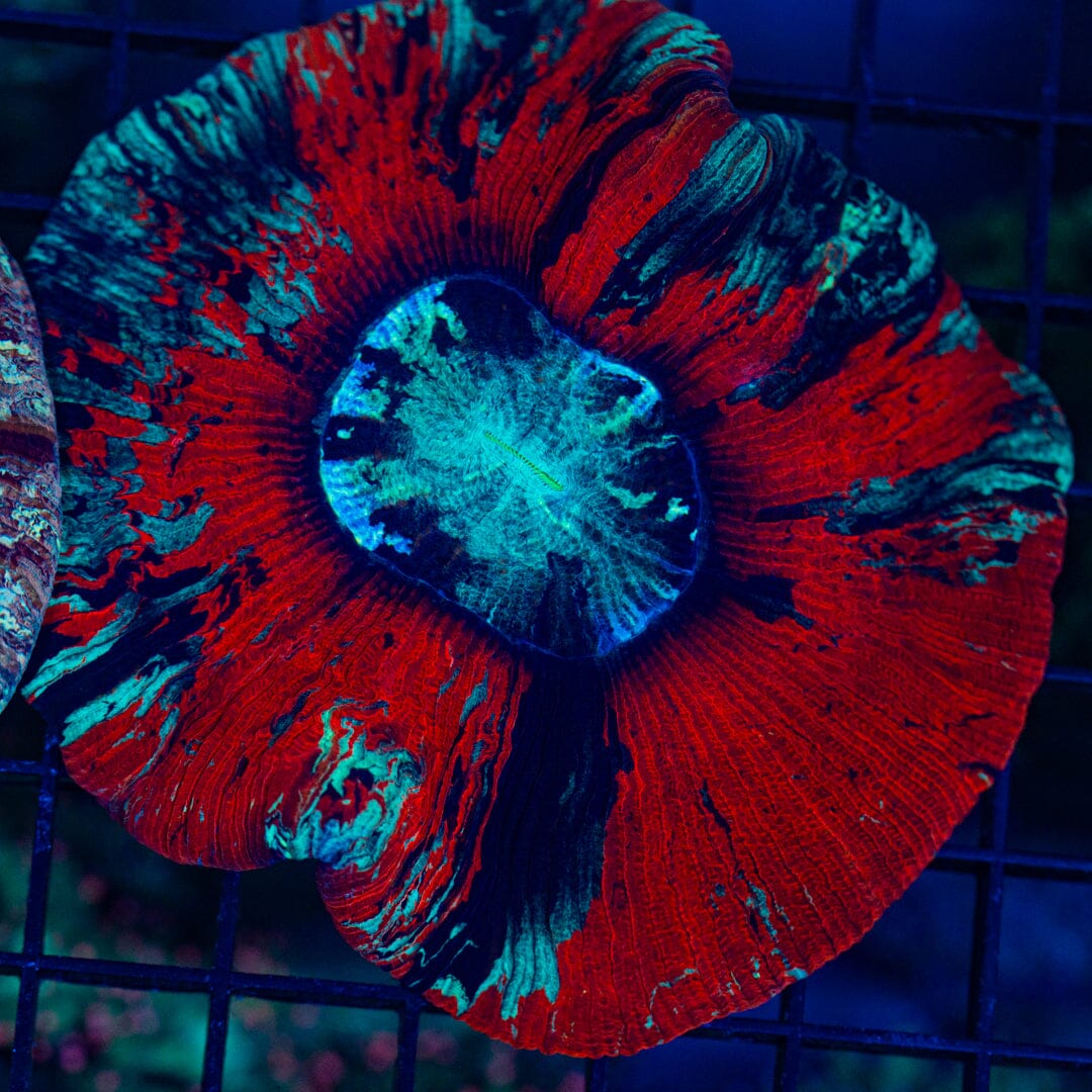 Rainbow Trachyphyllia - WYSIWYG Colony Reef Lounge Norco 